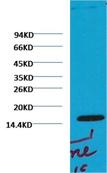 Histone H3 (di methyl K79) Mouse mAb Antibody