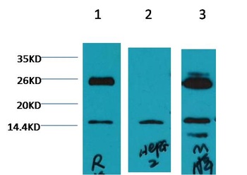 Histone H3 (di methyl K79) Mouse mAb Antibody