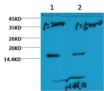 Histone H3 (tri methyl K79) Mouse mAb Antibody