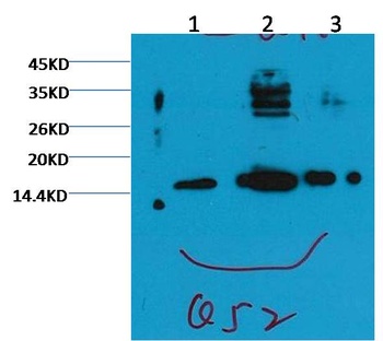 Histone H3 (tri methyl K79) Mouse mAb Antibody