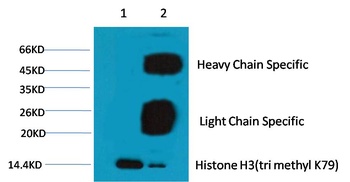 Histone H3 (tri methyl K79) Mouse mAb Antibody