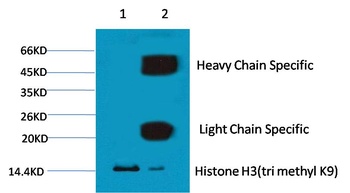 Histone H3(tri methyl K9) Mouse mAb Antibody