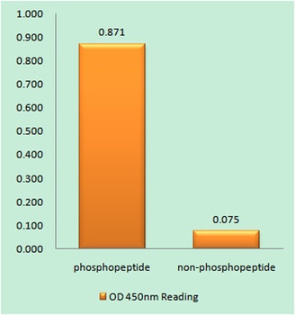 PLC γ1 (phospho Tyr783) rabbit pAb Antibody