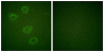 TH (phospho Ser19) rabbit pAb Antibody