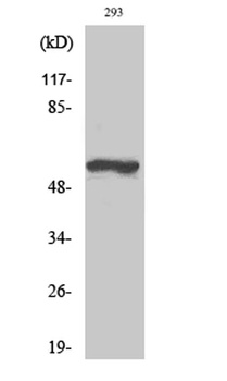 TH (phospho Ser19) rabbit pAb Antibody