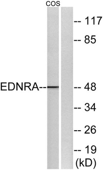 ETAR rabbit pAb Antibody