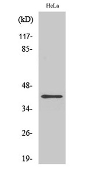 FEN-1 rabbit pAb Antibody