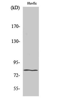 HIPK4 rabbit pAb Antibody