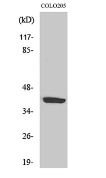 GPR105 rabbit pAb Antibody