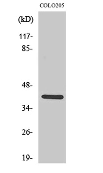 KKIALRE rabbit pAb Antibody