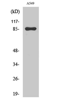 PIPK I γ rabbit pAb Antibody