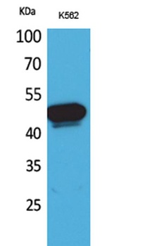 Kallistatin rabbit pAb Antibody