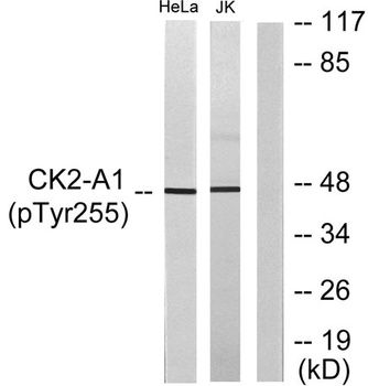 Casein Kinase IIα (phospho Tyr255) rabbit pAb Antibody