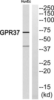 GPR37 rabbit pAb Antibody