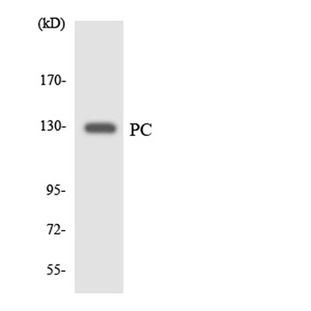 PCB rabbit pAb Antibody