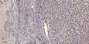 Neurexin I rabbit pAb Antibody