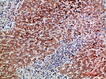 BMP-9 rabbit pAb Antibody