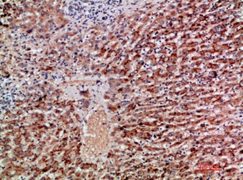 BMP-9 rabbit pAb Antibody