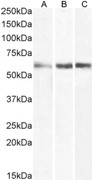 Goat anti-CD80 Antibody