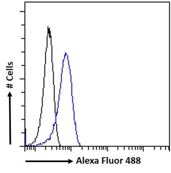 Goat anti-CD80 Antibody