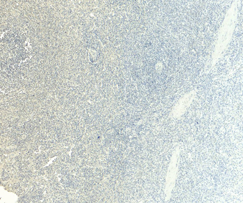 Goat anti-CD80 Antibody