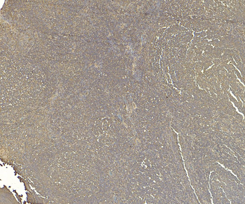 Goat anti-CD80 Antibody