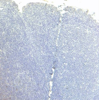 Goat anti-CD80 Antibody
