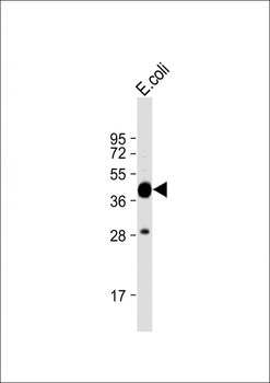 MBP tag Antibody
