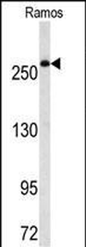 FASN Antibody (Center)