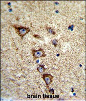 KCNH7 Antibody (N-term)