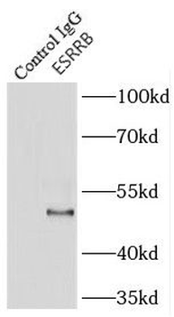 ESRRB Rabbit Polyclonal Antibody