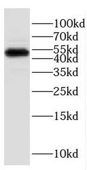 ESRRB Rabbit Polyclonal Antibody
