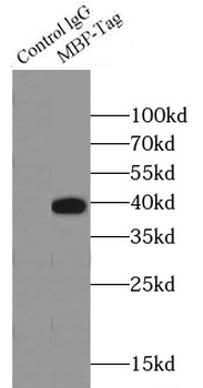 MBP tag Mouse Monoclonal Antibody