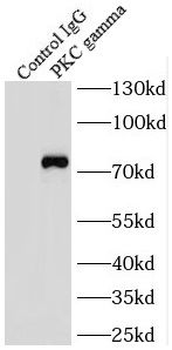 PRKCG Rabbit Polyclonal Antibody