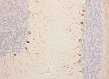 PRKCG Rabbit Polyclonal Antibody