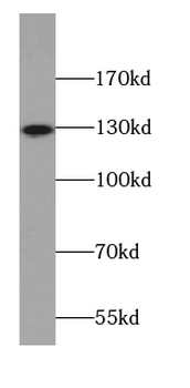 AMOT Mouse Monoclonal Antibody