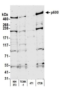 Rabbit p600 Antibody