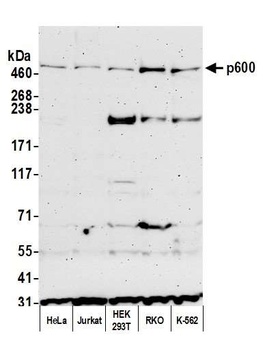 Rabbit p600 Antibody