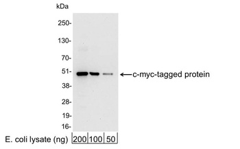 Rabbit Myc Tag Antibody (HRP)