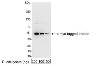 Goat Myc Tag Antibody (HRP)