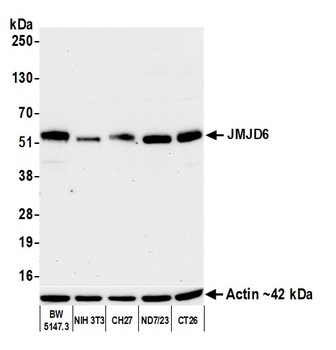 Rabbit JMJD6 Recombinant Monoclonal Antibody