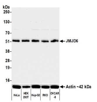 Rabbit JMJD6 Recombinant Monoclonal Antibody
