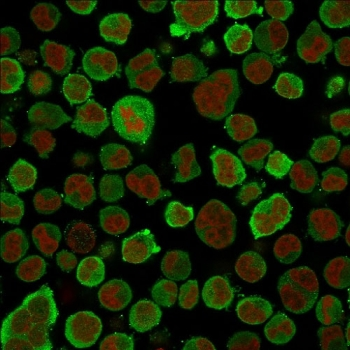 Calponin Antibody