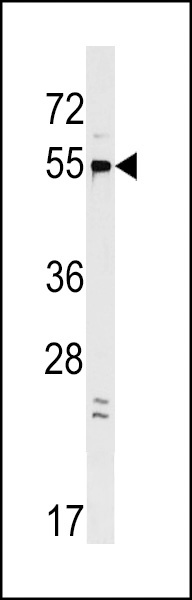 GPR22 Antibody