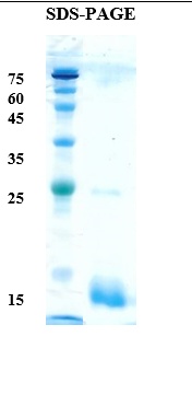 Soybean allergen Gly m 3 Recombinant Protein
