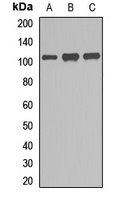 GEN1 Rabbit Polyclonal Antibody