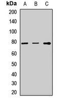 TGFBI Rabbit Polyclonal Antibody
