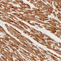 Actin Muscle Specific Mouse Monoclonal Antibody