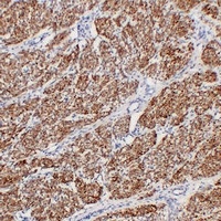 Actin Muscle Specific Mouse Monoclonal Antibody