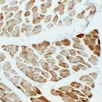 Actin Muscle Specific Mouse Monoclonal Antibody